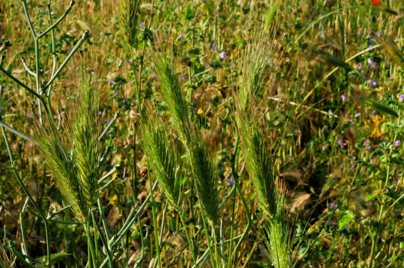 Dasypyrum villosum + Hordeum sp., Poaceae
